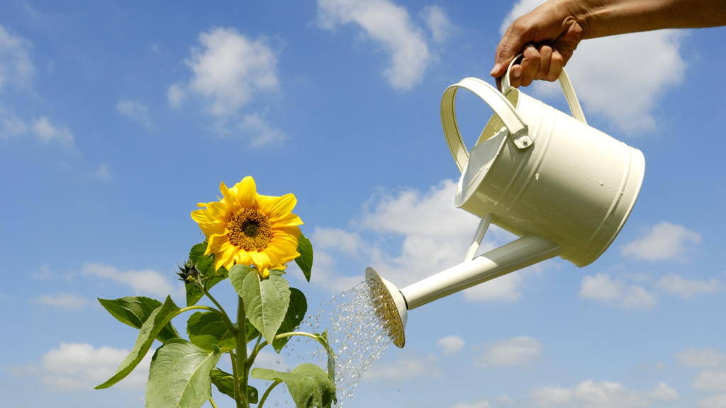 Watering can and large sunflower to show how gardening is a dementia activity to boost wellbeing and physical health