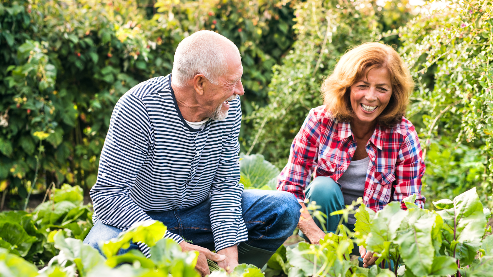 older man and woman gardening