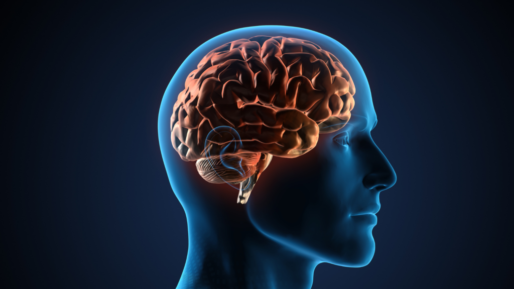 brain shown inside depiction of human head to illustrate the effect of dementia on the brain
