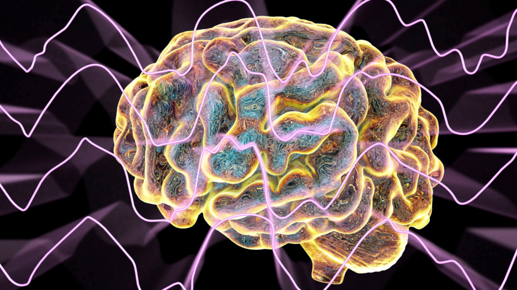 the human brain