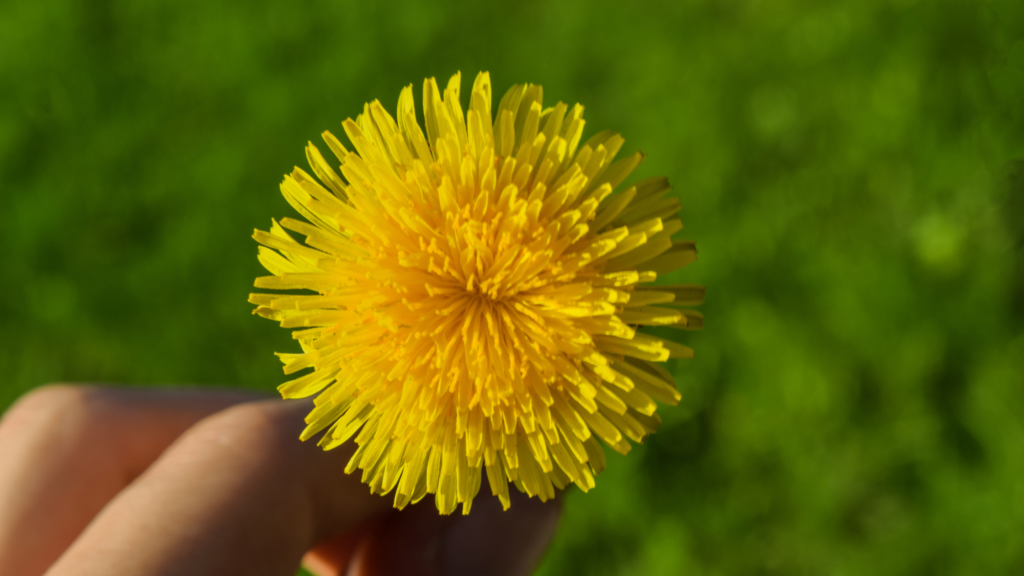 free outdoor activities for dementia