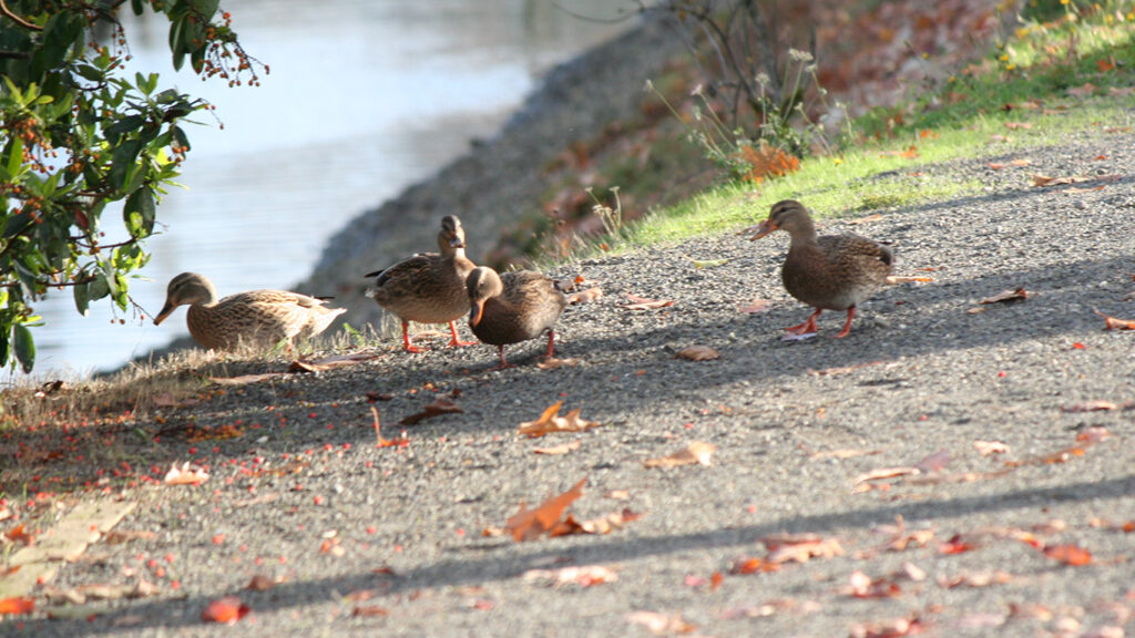 Feeding Ducks