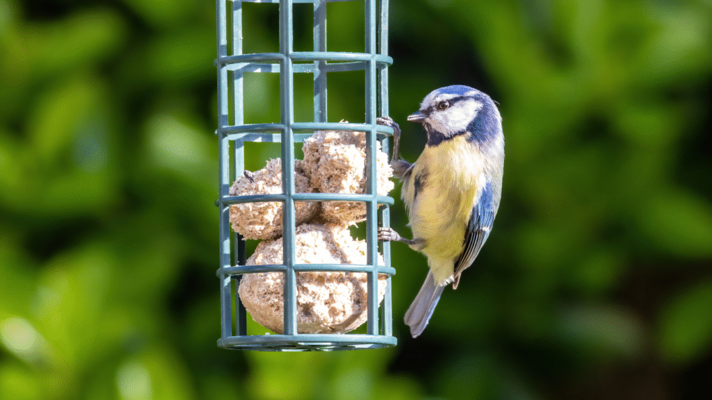 blue tit on garden bird feeder suitable for dementia friendly gardening activities