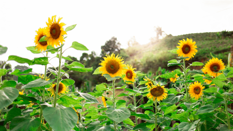 sunflower garden highlighting benefits of garden activities for dementia