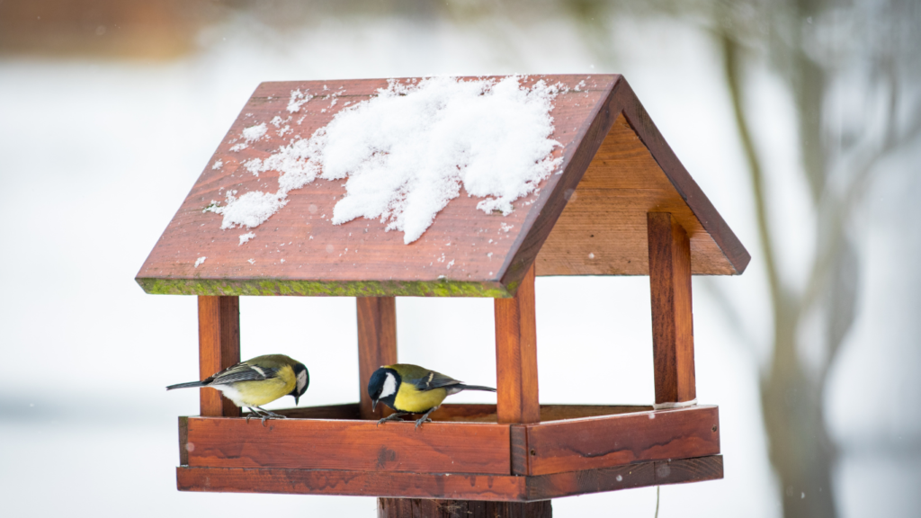 birdwatching is a stress free winter activity for dementia
