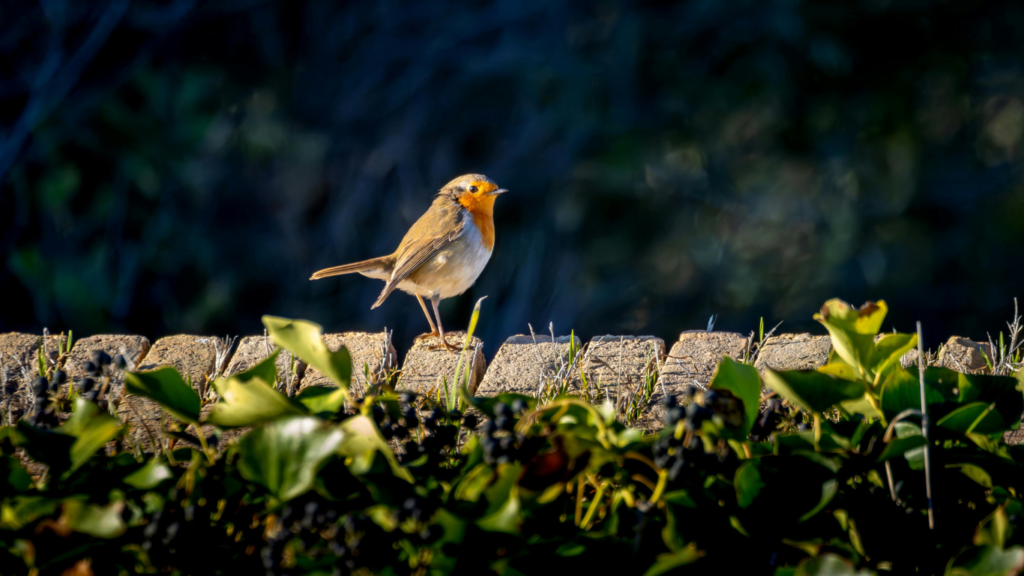 spring dementia tips include observing garden birdsong and activity, like watching this robin in the morning